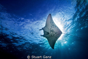 Manta by Stuart Ganz 
